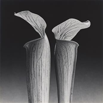 ROBERT MAPPLETHORPE (1946-1989) Double Jack in the Pulpit. 1988.                                                                                 